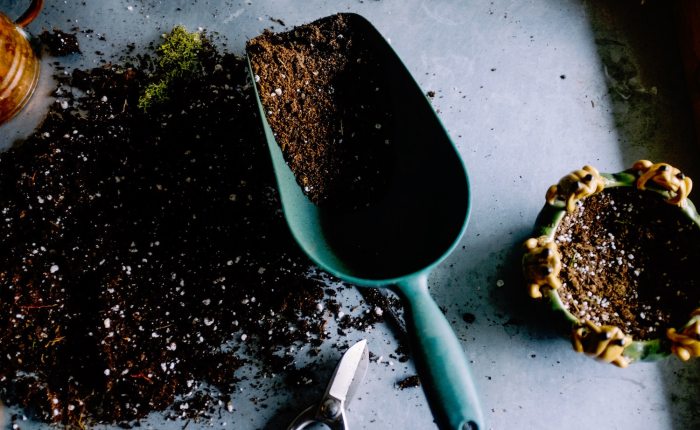 Feeling Stuck? Stop Feeding The Dead Things In Your&nbsp;Life